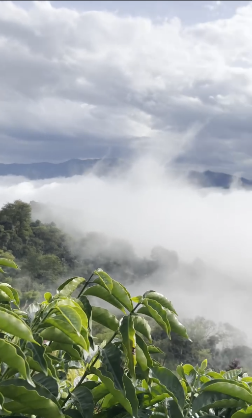 Coffe of Peru - Cajamarca