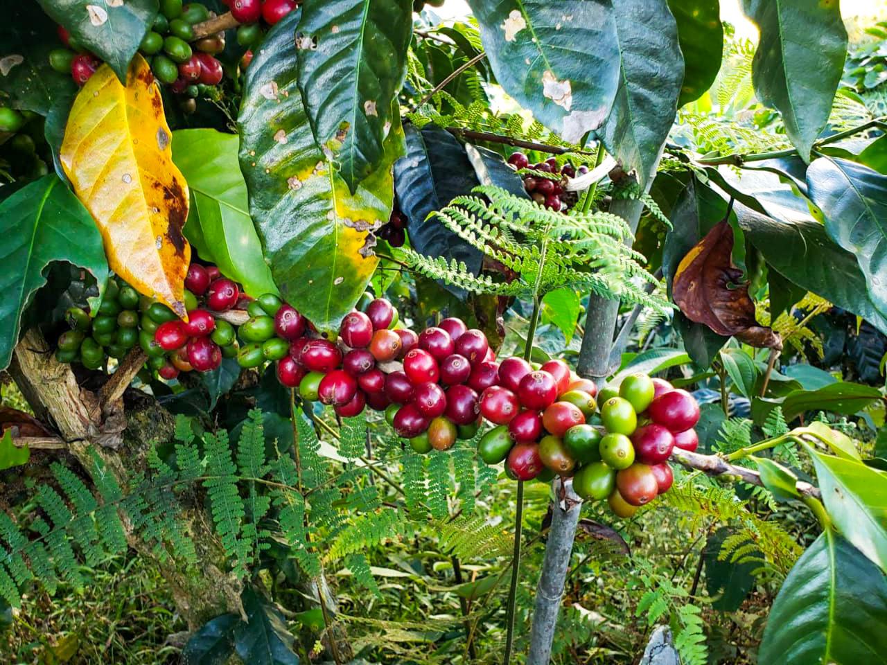 Hullka Coffee Natural( Cafe Oro Verde Natural) Blend-$5.50/LB