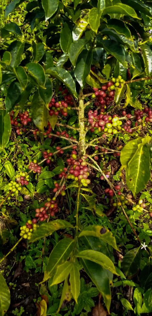 Hullka Coffee Natural( Cafe Oro Verde Natural) Blend-$5.50/LB